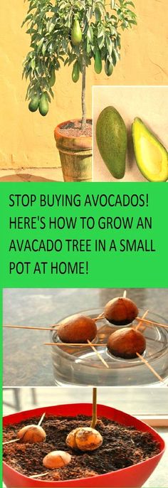 Stop Buying Avocados. Here’s How to Grow an Avocado Tree in a Small Pot at Home!